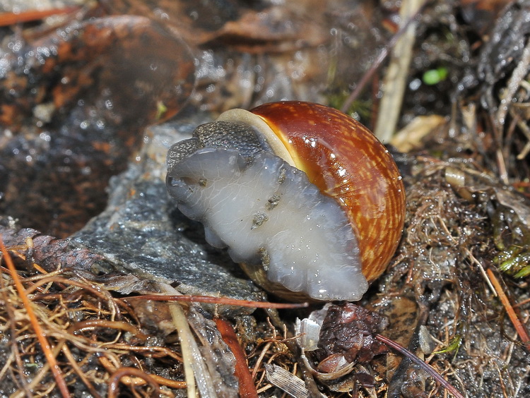 Gasteropode della Val Varaita - CN